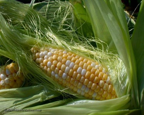 Corn Fertility Spell