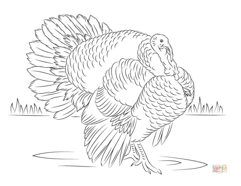 Realistic Turkeys To Color Coloring Pages