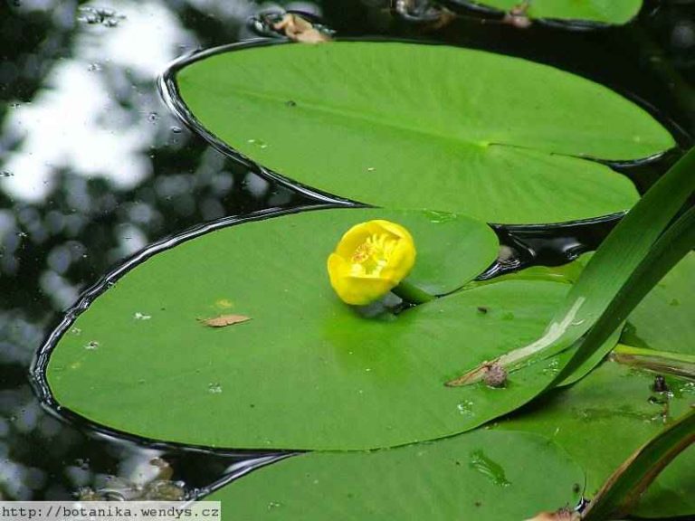 nupharlutea=yellowwaterlily Eating To Live