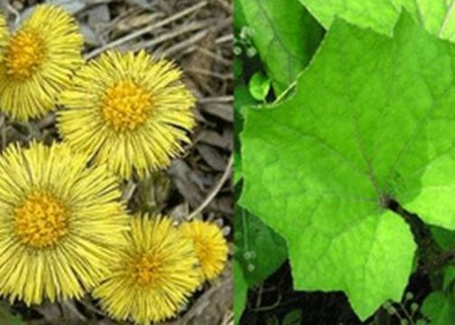 Image result for coltsfoot