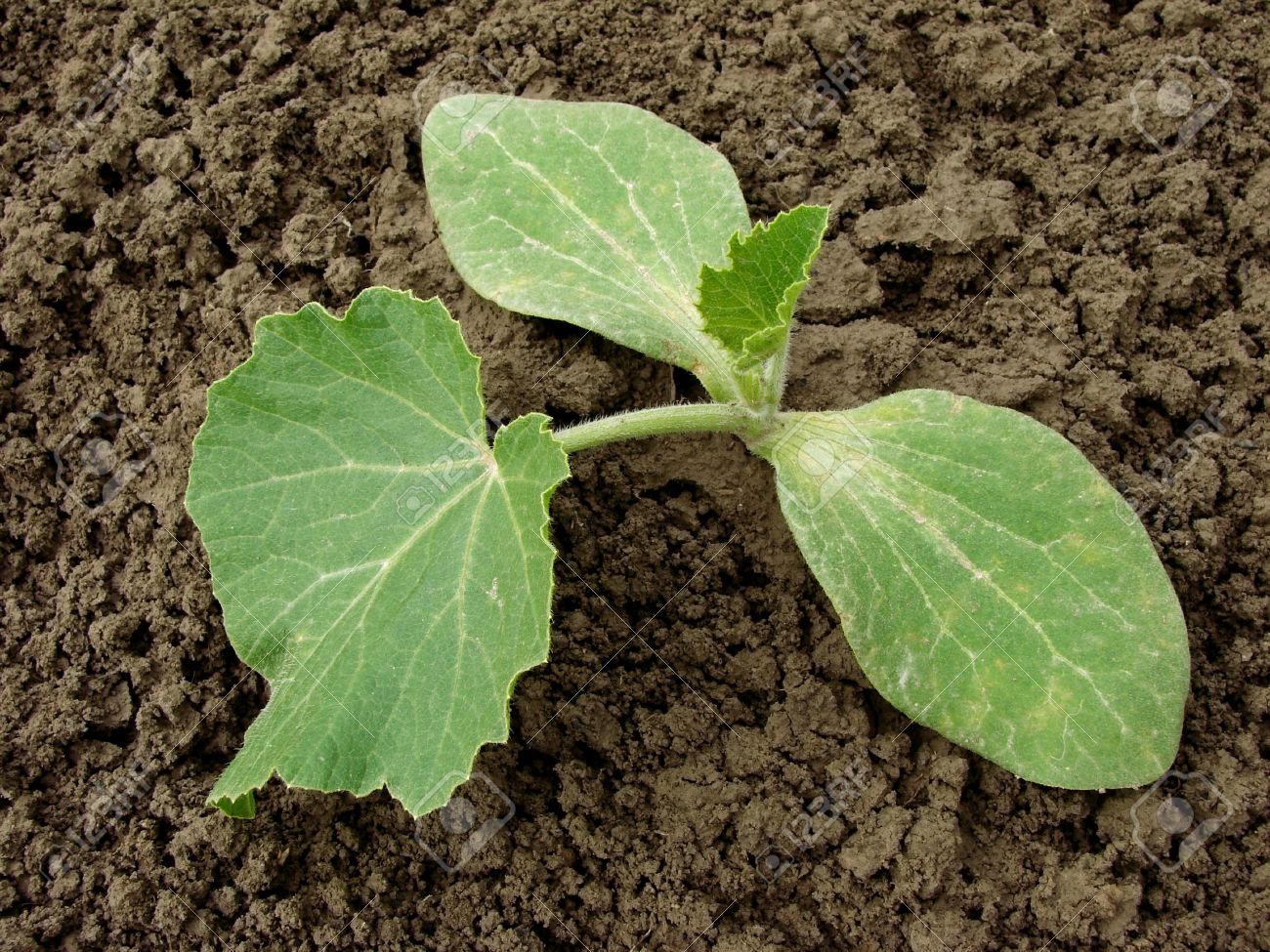 Pumpkin Encyclopedia Of Herbology