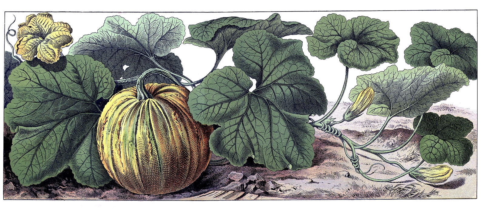 color-vintage-botanical-drawing-of-pumpkin-with-vine-and-flower.