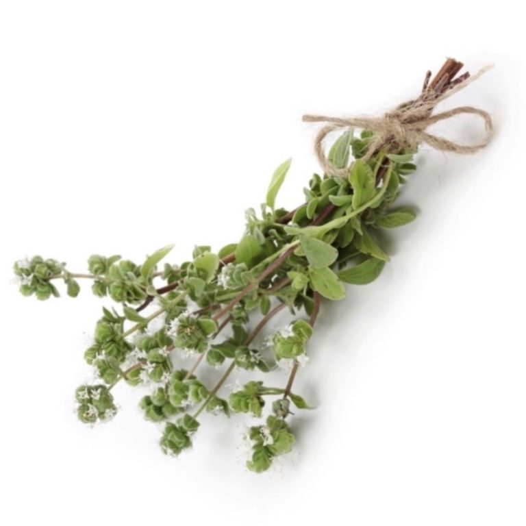 MarjoramSpanishEssentialOilThymusmastichinaProductPic