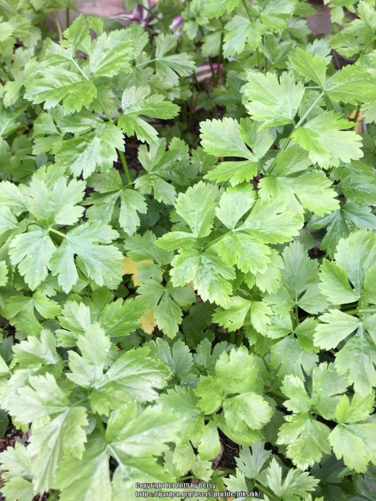 Wild Celery Encyclopedia Of Herbology