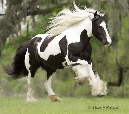 Gypsy Vanner Horse mare