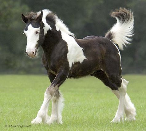 gypsy-horse