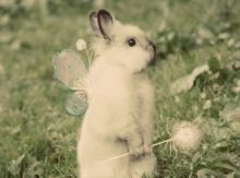 cute-bunny-2 | Gypsy Magick and Lore