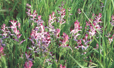 fumitory-liver-cleanse