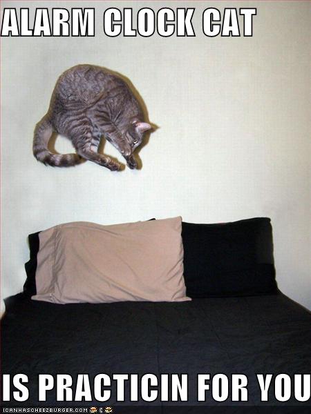 funny-pictures-alarm-cat-clock-practice-bed-jump