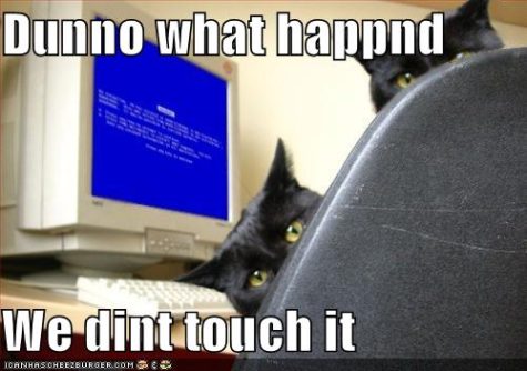 funny-pictures-cats-computer-blue-screen-death