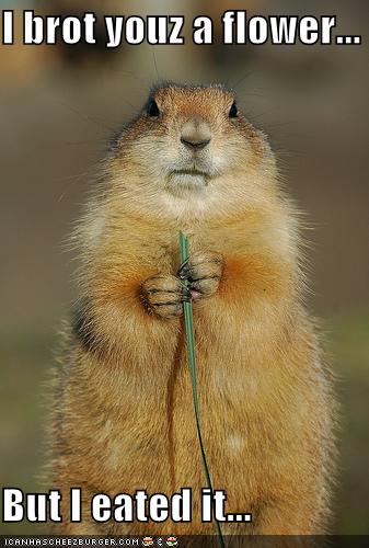 funny-pictures-groundhog-ate-flower