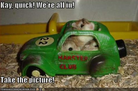 funny-pictures-hamster-toy-vw