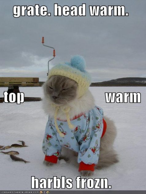 funny-pictures-cat-snow-clothes