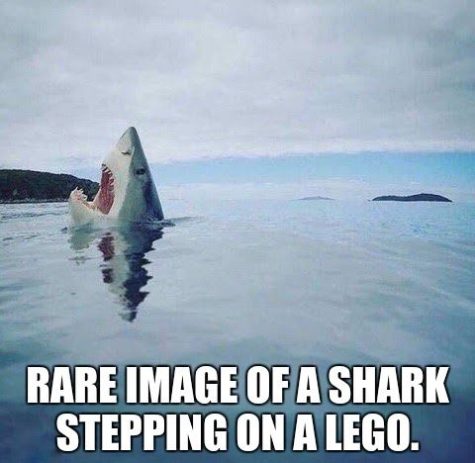 95609ac61b9d85780ad85af54fa697bf–sharks-memes-sharks-funny | Meme City