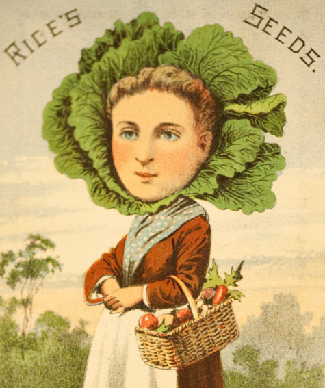 Seed-packet-collection-header