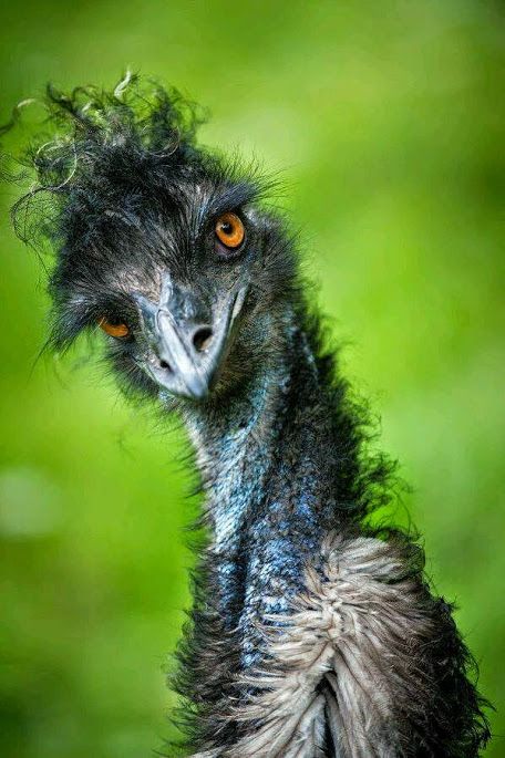 Birds With Bad Hair | More Cool Pictures