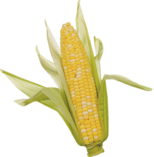 corn-png-clipart