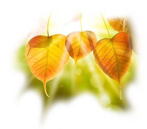 bodhi-leaves