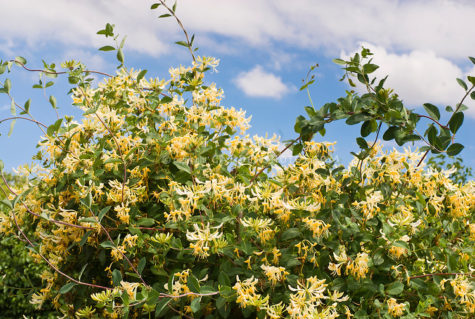 Lonicera periclymenum 'Graham Thomas’ fragrant honeysuckle vine with yellow and white flowers, against sunny blue sky