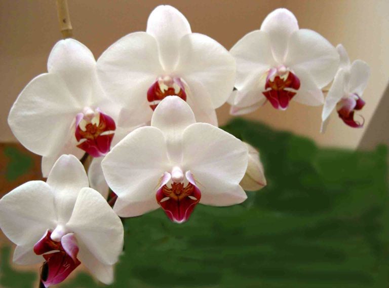 Orchid | Sigils Symbols and Signs
