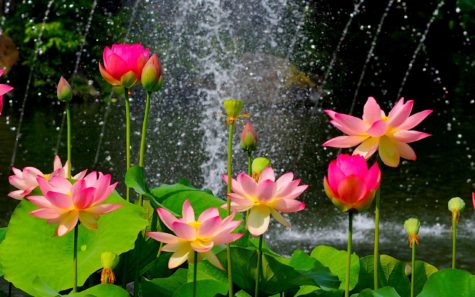 water-lillies-lotus-flowers-wallpaper