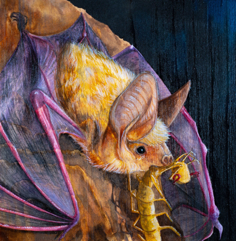 Bat Symbolism, Mythology, and Lore Sigils Symbols and Signs