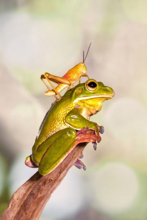 l-grasshopper-riding-frog
