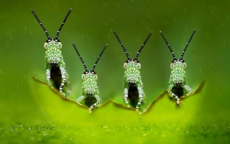four-elements-green-macro-photography-blurred-depth-of-field-insect-animals-720P-wallpaper-middle-size