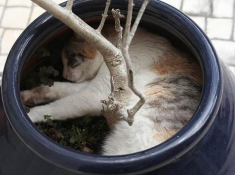 07-cats-caught-sleeping-in-strange-places