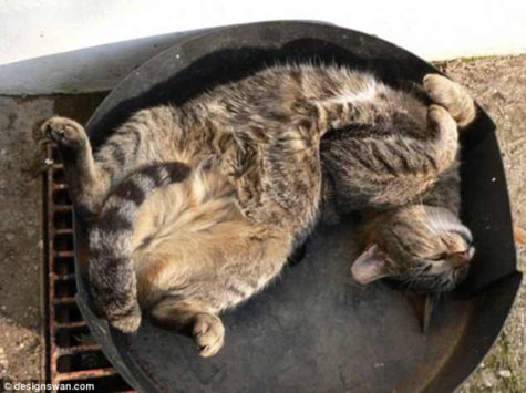 adorable-kittens-sleeping-in-odd-places-photos-6