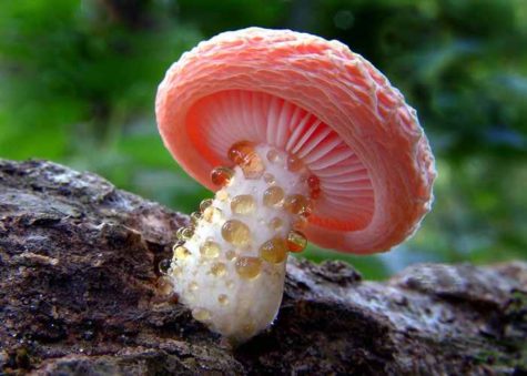 mushroom-science-fiction-or-fact-21-strangest-fungi-2