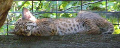 baby-bobcat-sleeping