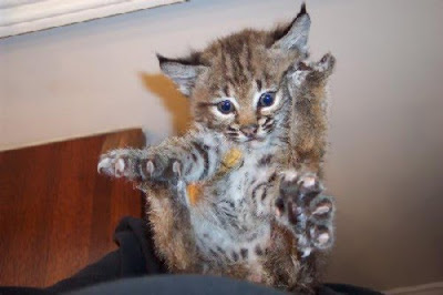 baby-bobcat