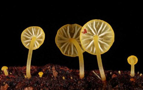 fungi-mushrooms-photography-steve-axford-3
