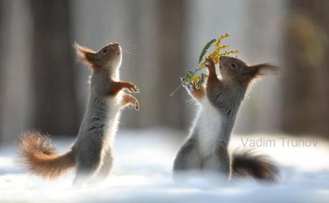 squirrel-snowball-fight-photos-by-vadim-trunov-6