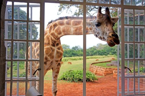 giraffe-manor-in-kenya-10
