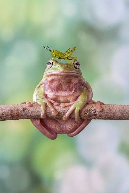 Frog-with-a-bug-on-his-head | Way Cool Pictures