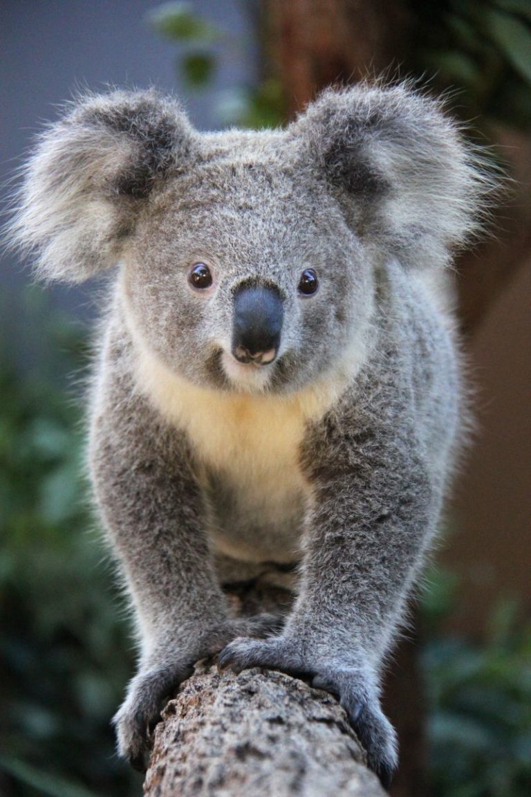 barney cools koala
